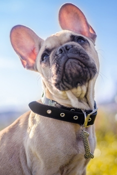 French Bulldogs Dog Pup Puppy Doggie Notebook Bullet Journal Diary Composition Book Notepad - Blue Sky: Cute Animal Pet Owner Composition Book with 100 Quad Ruled Graph Paper Pages in 6” x 9” Inch