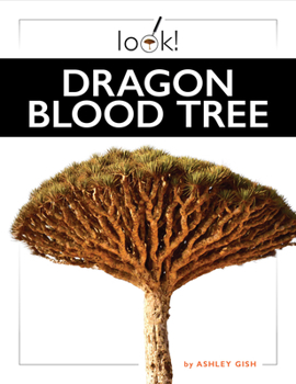 Dragon Blood Tree