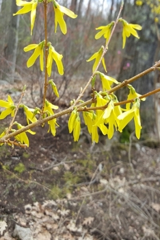 2020 Daily Planner Early Spring Forsythia 388 Pages: 2020 Planners Calendars Organizers Datebooks Appointment Books Agendas