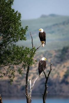 Paperback A Pair of Bald Eagles in a Tree in Alaska Journal: Take Notes, Write Down Memories in this 150 Page Lined Journal Book