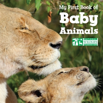 Board book My First Book of Baby Animals Book