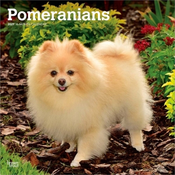 Pomeranians 2027 12 X 24 Inch (Hanging) Monthly Square Wall Calendar Plastic-Free