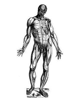 Anatomy Notebook: Muscles 19 - Andreas Vesalius Anatomy Art College Ruled Notebook | 110 Pages (Andreas Vesalius White Cover)