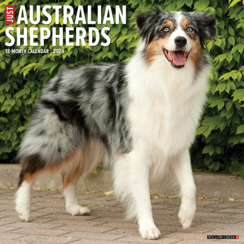 Calendar Just Australian Shepherds 2024 12 X 12 Wall Calendar Book