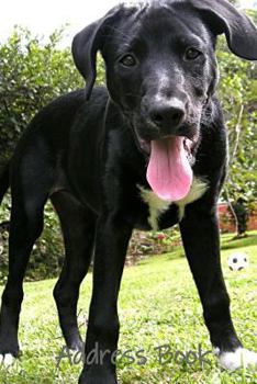 Address Book : Labrador Retriever Dog Address Book for Women, Men and Kids. Featuring Large Print, Perfect for Friends, Family and Work Contacts, Addresses, Emails, Birthdays, Cell, Home, and Work Pho