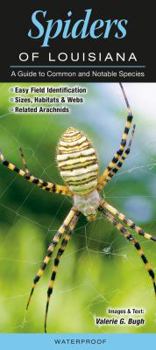 Spiders of Louisiana: A Guide to Common and Notable Species