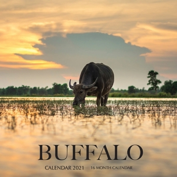 Paperback Buffalo Calendar 2021: 16 Month Calendar Book