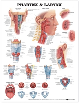 Misc. Pharynx & Larynx Anatomical Chart Book