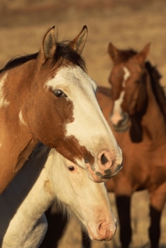 2020 Daily Planner Horse Photo Equine Pinto Herd 388 Pages: 2020 Planners Calendars Organizers Datebooks Appointment Books Agendas