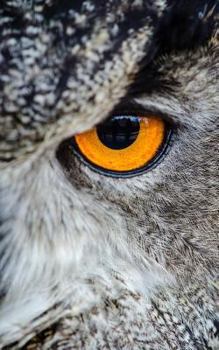Owl With Bright Orange Eyes  5x8” Writer’s Utility Notebook: The perfect size to take in your purse, satchel, bookbag, overnight bag, personal airplane baggage or anywhere a writer will get ideas.