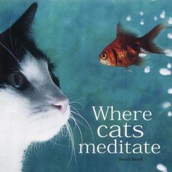 Where cats meditate