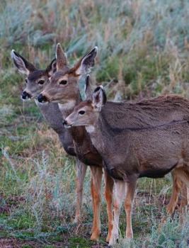 Hardcover Adult Mule Deer Leftie Journal: Narrow Ruled Journal or Notebook Book