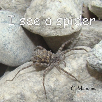 I see a spider: at Bonita Falls in Lyttle Creek