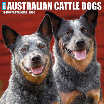 Calendar Just Australian Cattle Dogs 2024 12 X 12 Wall Calendar Book