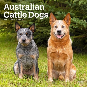 Calendar Australian Cattle Dogs 2026 12 X 24 Inch (Hanging) Monthly Square Wall Calendar Plastic-Free Book