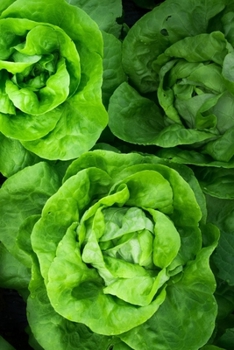 Paperback My Journal: Recipe Journal - 6"x9" - 120 Lined pages - Recipe Recording Notebook - Matte Cover Book