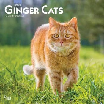 Calendar Ginger Cats 2020 Square Book