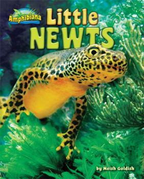 Little Newts - Book  of the Amphibiana