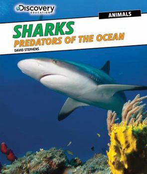 Library Binding Sharks: Predators of the Ocean Book
