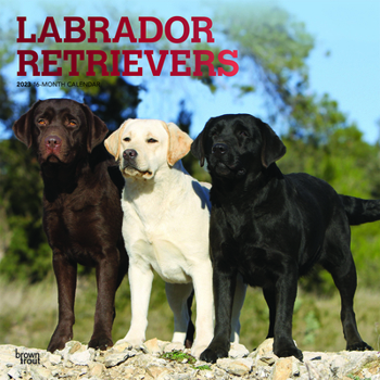 Calendar Labrador Retrievers 2023 Square Foil Book