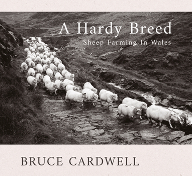 Paperback A Hardy Breed: Sheep Farming in Wales Book