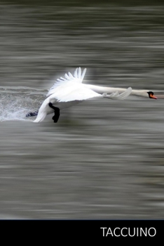 TACCUINO: Cigno Notebook, Libro Cigno, Bambini Cigno Del Libro agenda / quaderno delle annotazioni / diario / libro di scrittura / taccuino / carnet / ... pagine, superficie lucida. (Italian Edition)