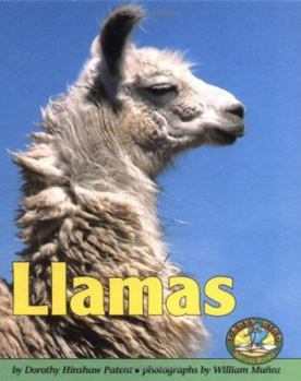 Llamas (Early Bird Nature Books)