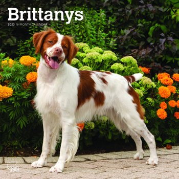 Brittanys 2023 Square