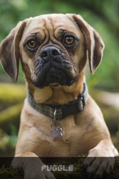 Paperback Puggle: Complete breed guide Book