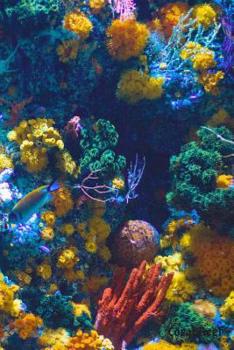 Paperback Coral Reef: Journal for Marine Biologists & Ocean Lovers Everywhere Book