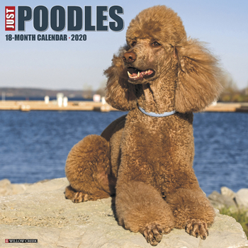Calendar Just Poodles 2020 Wall Calendar (Dog Breed Calendar) Book