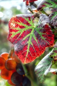 Red Leaf in Autumn Journal: 150 Page Lined Notebook/Diary