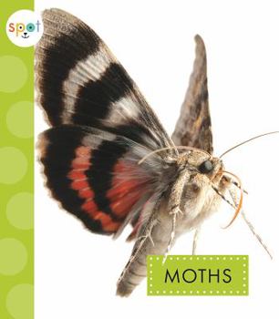 Paperback Moths Book