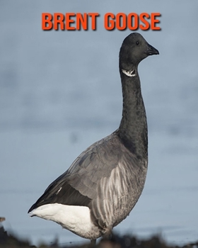 Brent Goose: Amazing Facts & Pictures