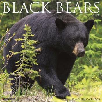 Calendar Black Bears 2019 Wall Calendar Book