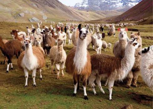 Misc. Puzzle Llamas Book