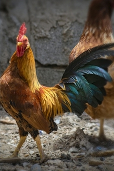 Journal: Rooster