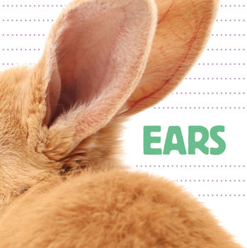 Board book Ears Book