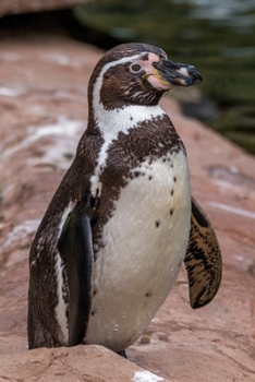 Paperback Humboldt Penguin Journal: 150 Page Lined Notebook/Diary Book