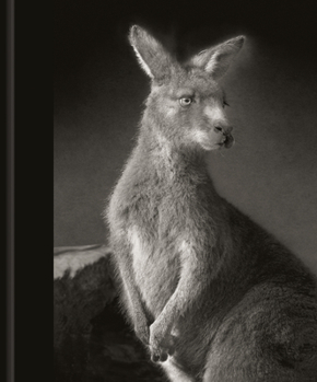 Hardcover All the Things You Are Book