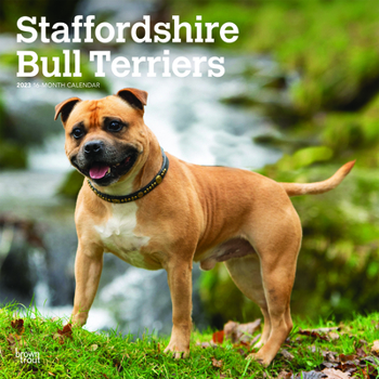 Calendar Staffordshire Bull Terriers 2023 Square Book