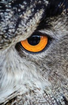 Paperback The Hacker-Proof Internet Address Password Book - Owl Eyes: Alphabetical Website Username & Password Organizer Logbook Notebook Book