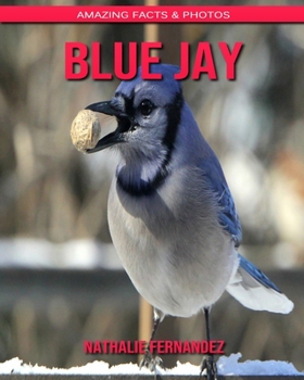 Blue Jay: Amazing Facts & Photos