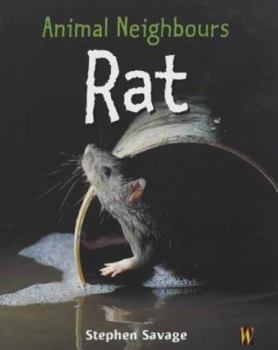 Hardcover Rat (Animal Neighbours) Book