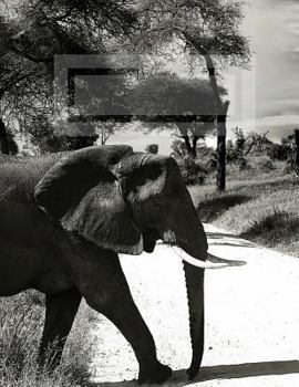 Paperback Majestic African Elephants: College Ruled Composition Book 8.5 x 11 inches Book