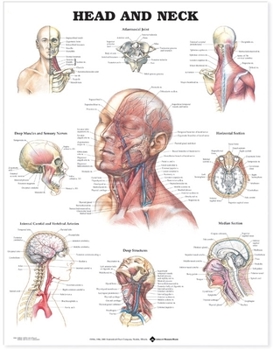 Wall Chart Head and Neck Anatomical Chart Book