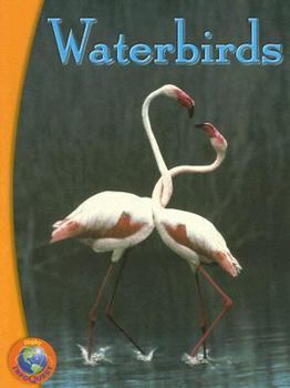 Paperback Rigby Infoquest: Leveled Reader Waterbirds Book