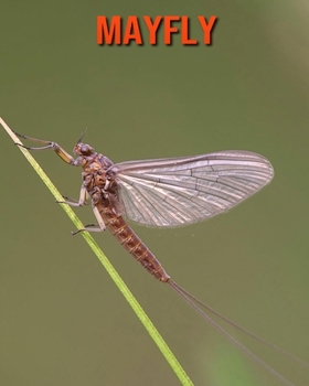 Paperback Mayfly: Amazing Facts about Mayfly Book