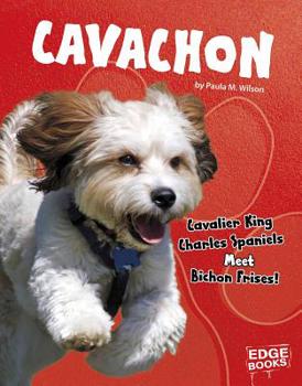 Hardcover Cavachon: Cavalier King Charles Spaniels Meet Bichon Frises! Book