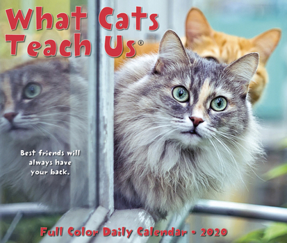 Calendar What Cats Teach Us 2020 Box Calendar Book